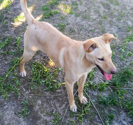 Adopter Elmo