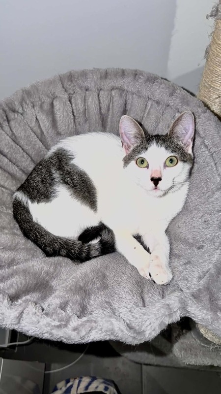 Adopter Bonnie