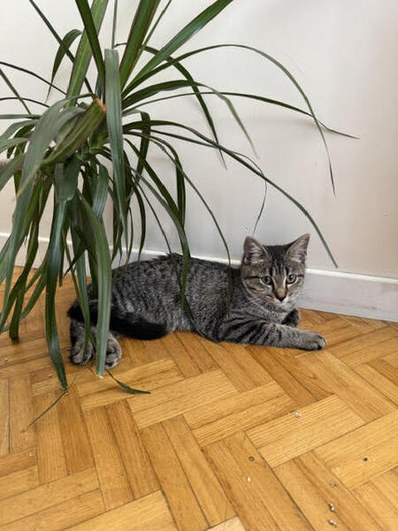 Adopter Biloute