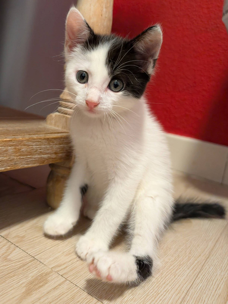 Adopter EKLYPSE