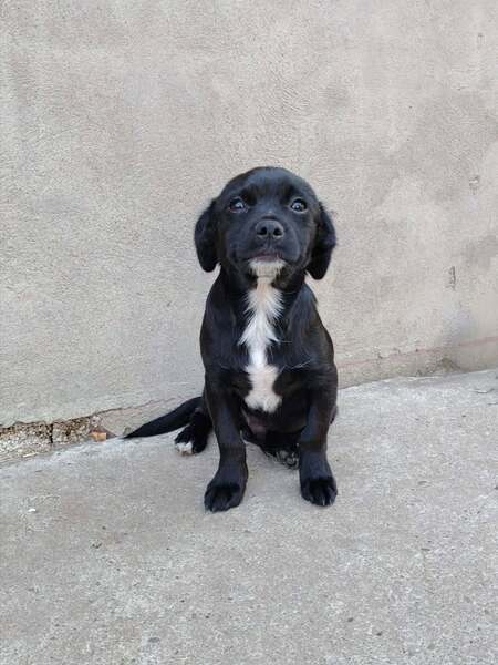 Adopter Oreo