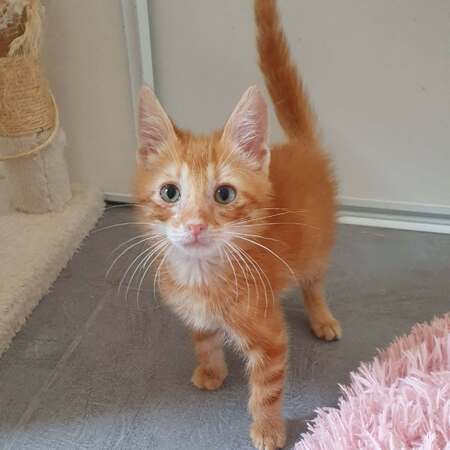Adopter COOKIE