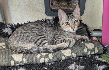 Adopter Boby