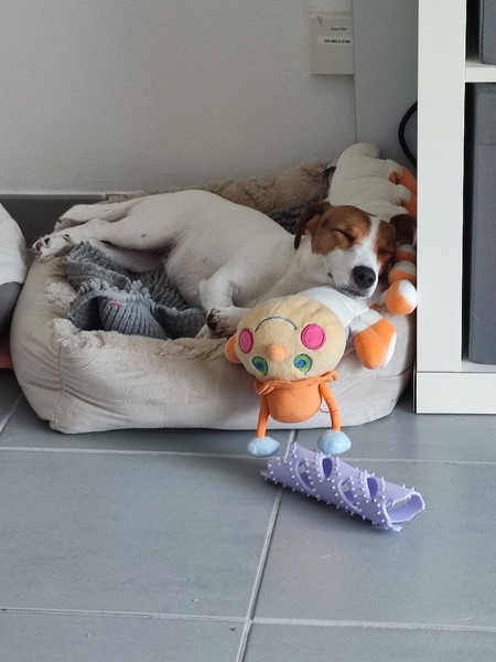 Adopter Inaïa