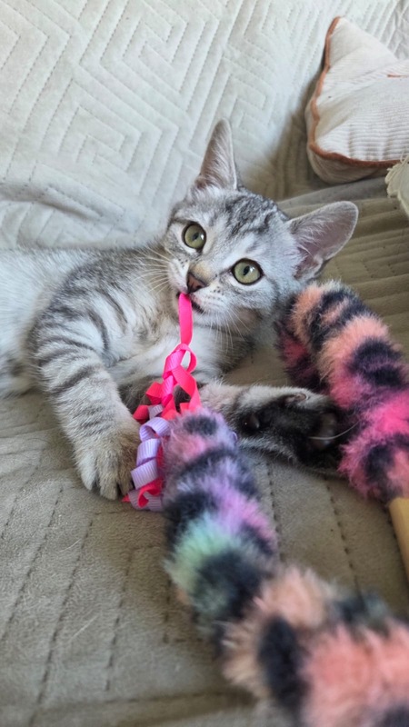 Adopter Ava et Eno