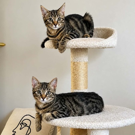 Adopter Gribouille et Pepito Jr