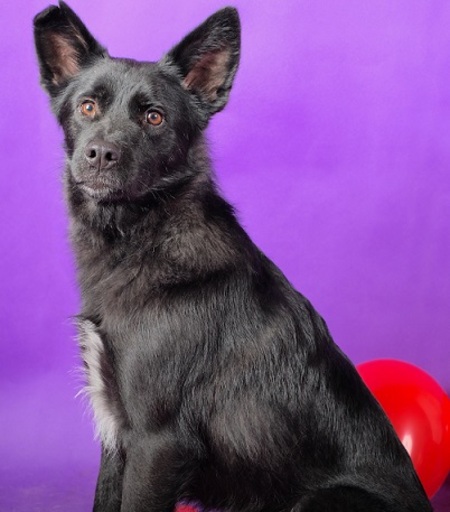 Adopter Ryan