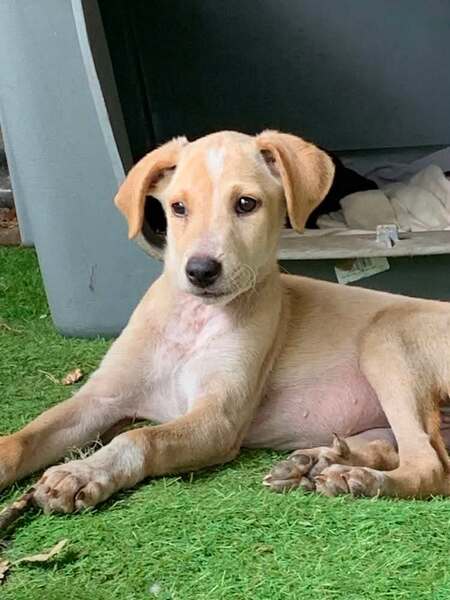 Adopter Wendy