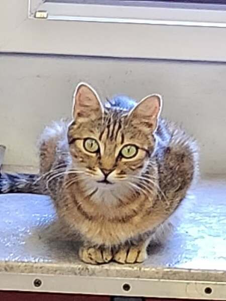 Adopter BELLE 