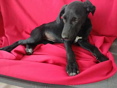 Adopter Sadie