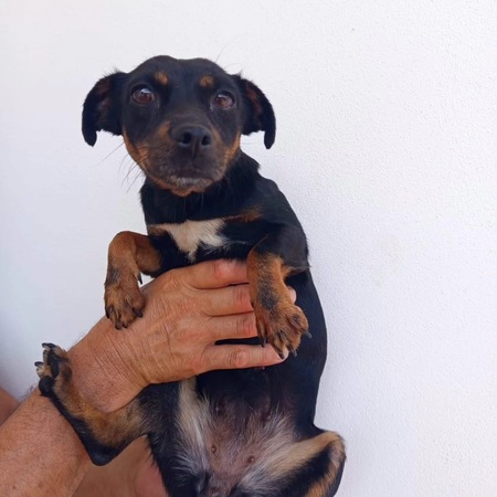 Adopter Zara