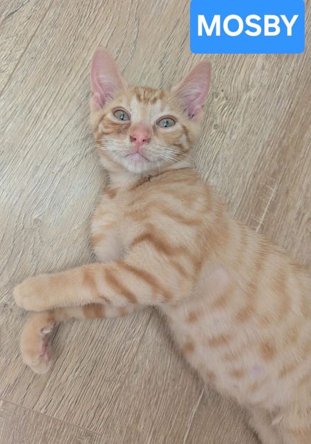 Adopter STINSON ET MOSBY