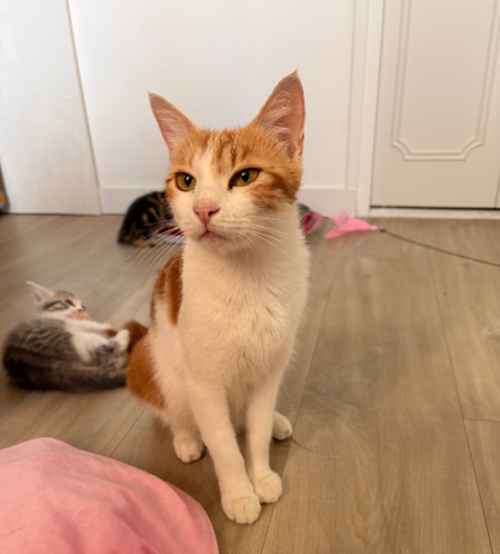 Adopter Betty