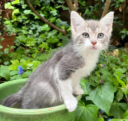 Adopter Éclair et Yéti Duo 