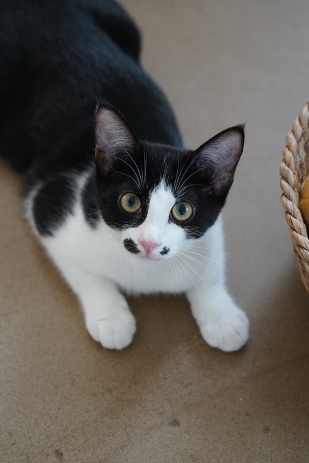 Adopter Saumur