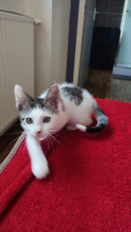 Adopter BRISBANE