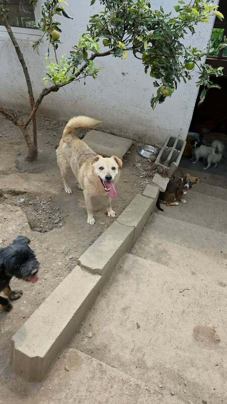 Adopter Cream