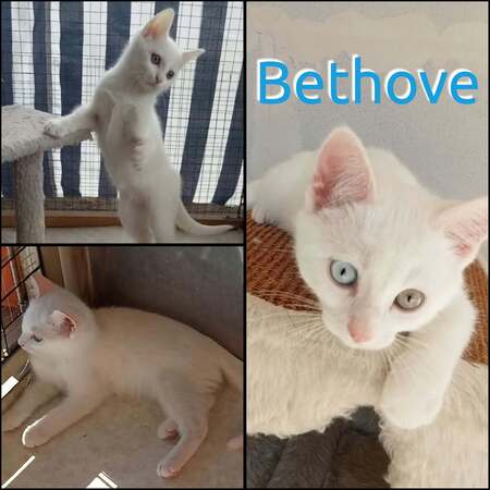 Adopter Bethove