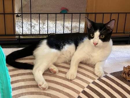 Adopter Ben