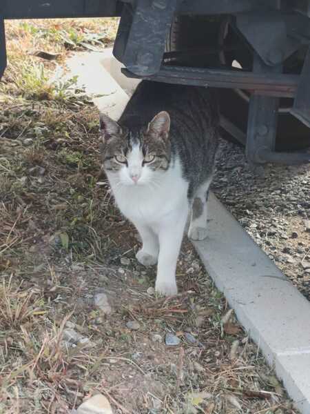 Adopter Petitou