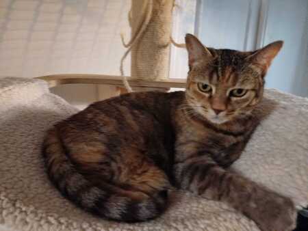 Adopter Duchesse 