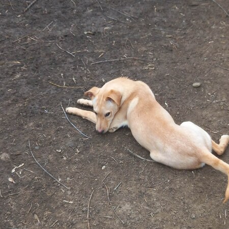 Adopter Elmo
