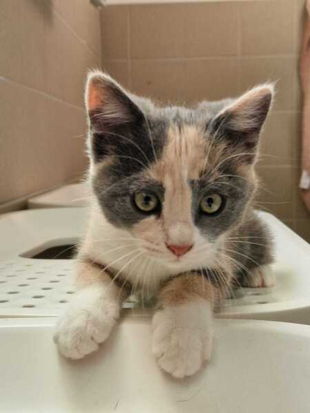 Adopter Bulle