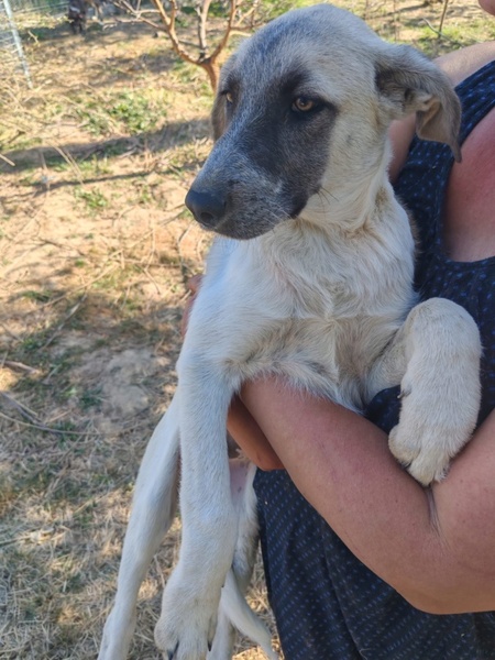 Adopter Falcone