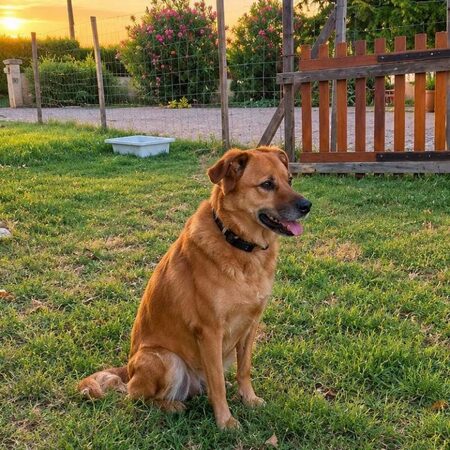 Adopter Bella 