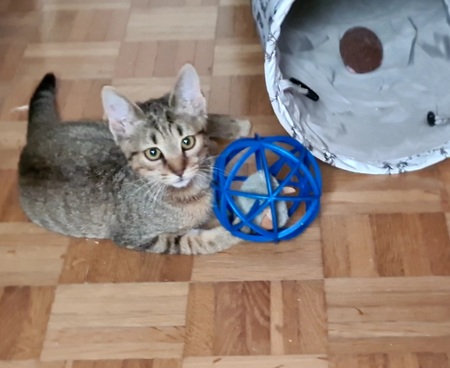 Adopter Rhapsodie