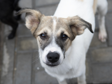 Adopter Tchoupi