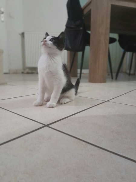 Adopter Bibop