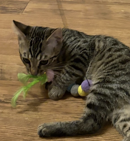 Adopter ROCKY