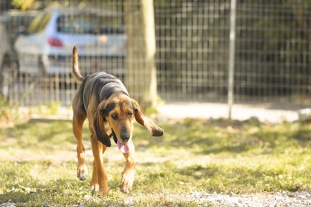 Adopter Bonny