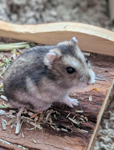 Adopter Lixy