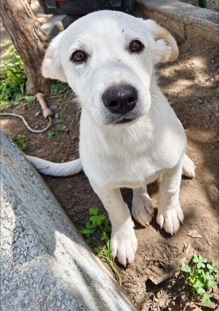 Adopter Bella