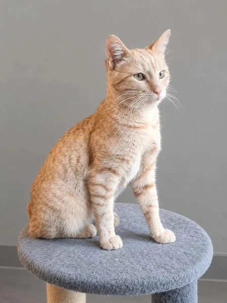 Adopter Roucky