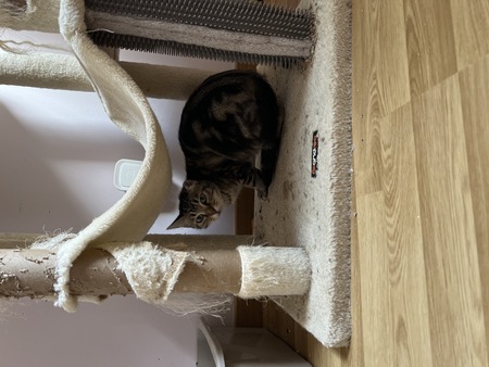 Adopter Isée