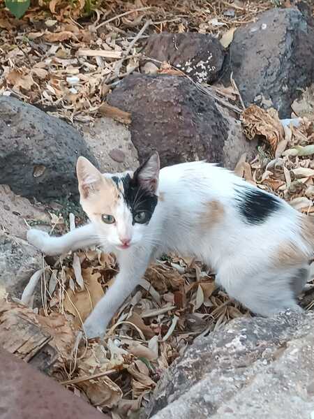 Adopter Natalia