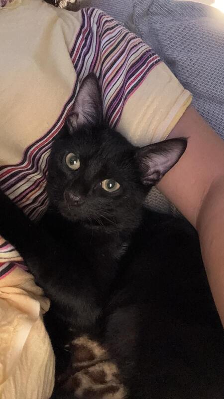 Adopter Mouwnny 