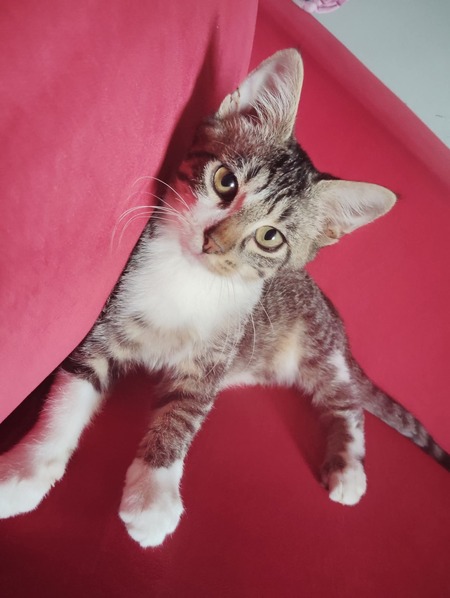 Adopter Bordeaux 