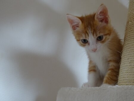 Adopter Etincelle 