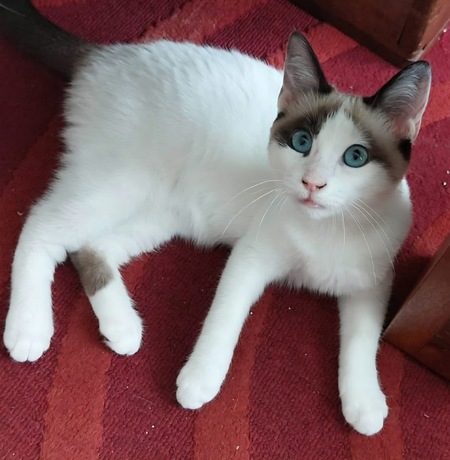 Adopter Dulce 