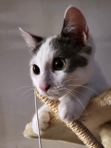 Adopter JACKSON