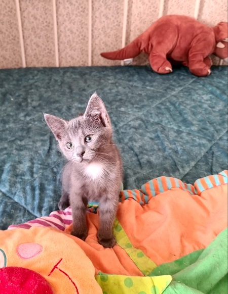 Adopter Marcia