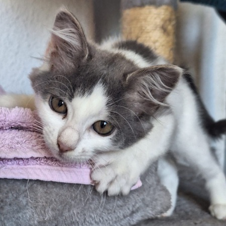 Adopter Pika