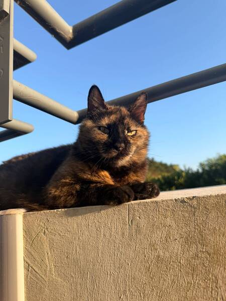 Adopter Hope