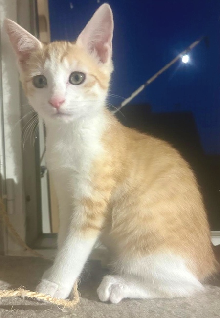 Adopter Bonnie
