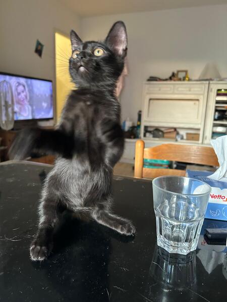 Adopter BLUE