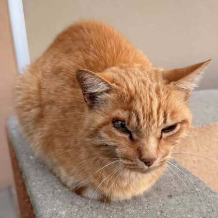 Adopter Mirtille 